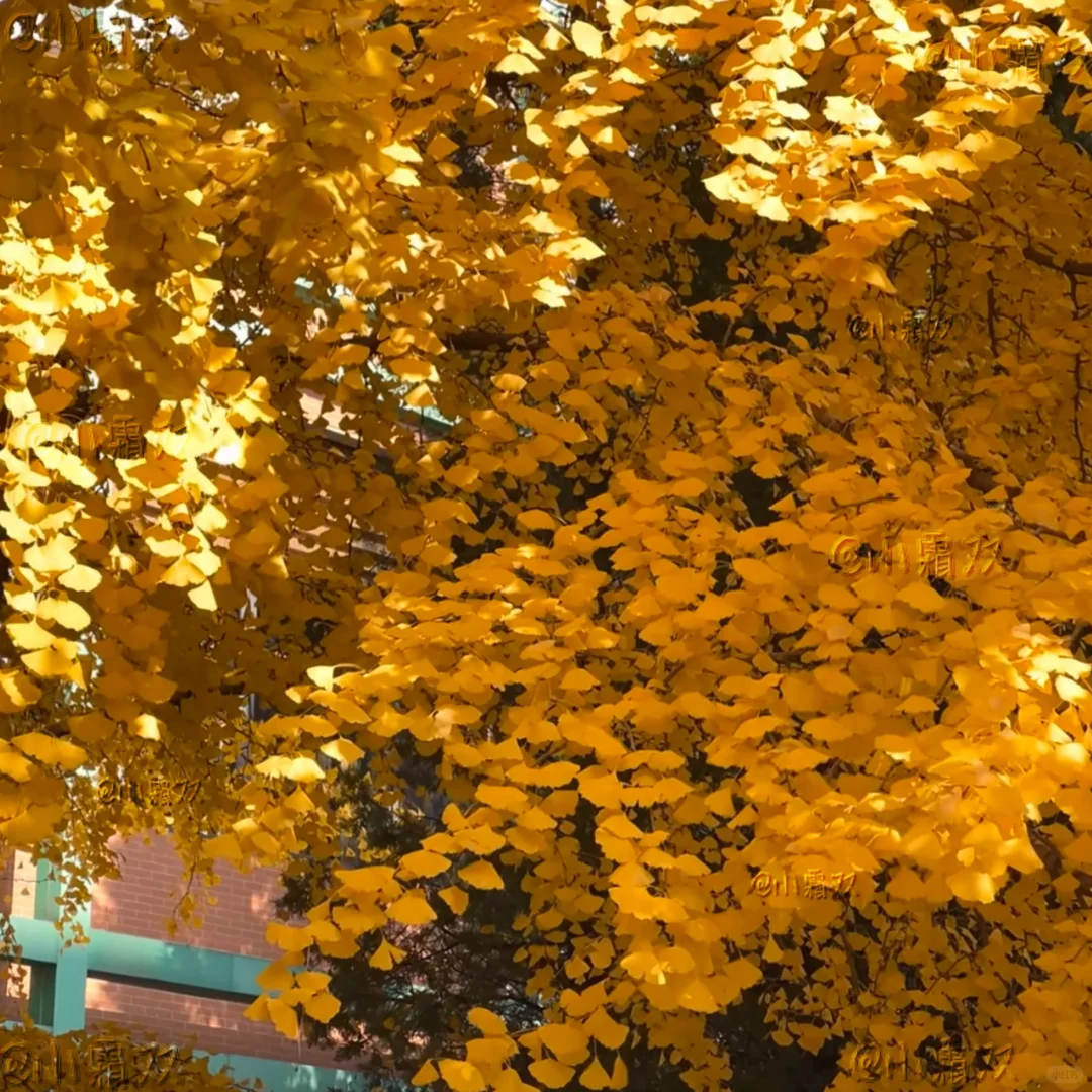 WeChat｜氛围感 女头 背景图搭配✰⋆⁺₊⋆🍂