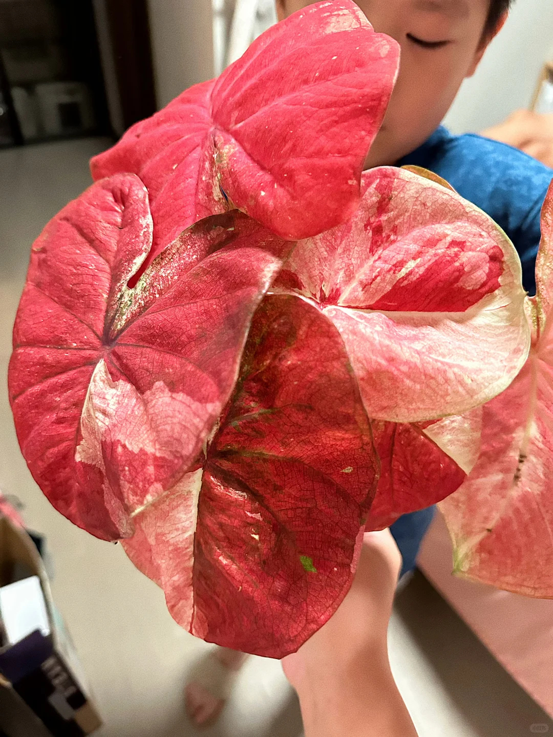7月的彩叶芋雨林依旧妖娆