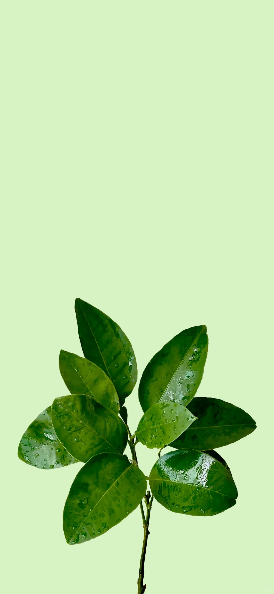 主打一个听劝！柚子叶好运🍀壁纸安排上～