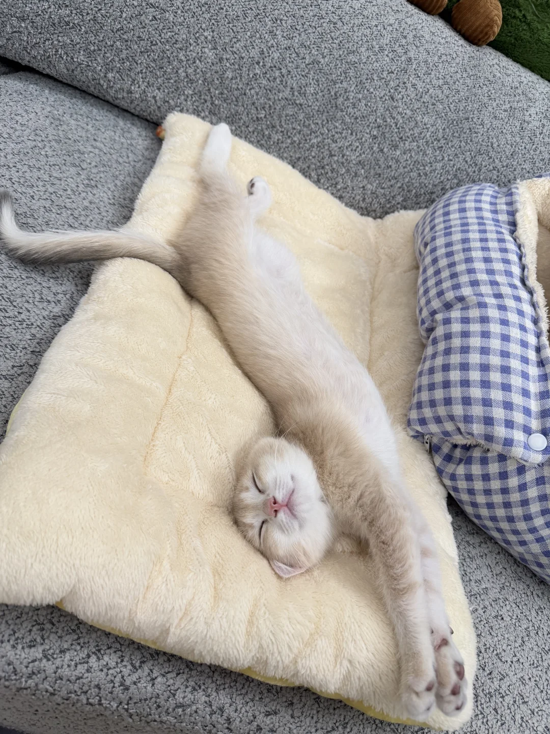 好长一条猫