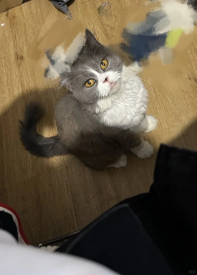 妩媚猫女