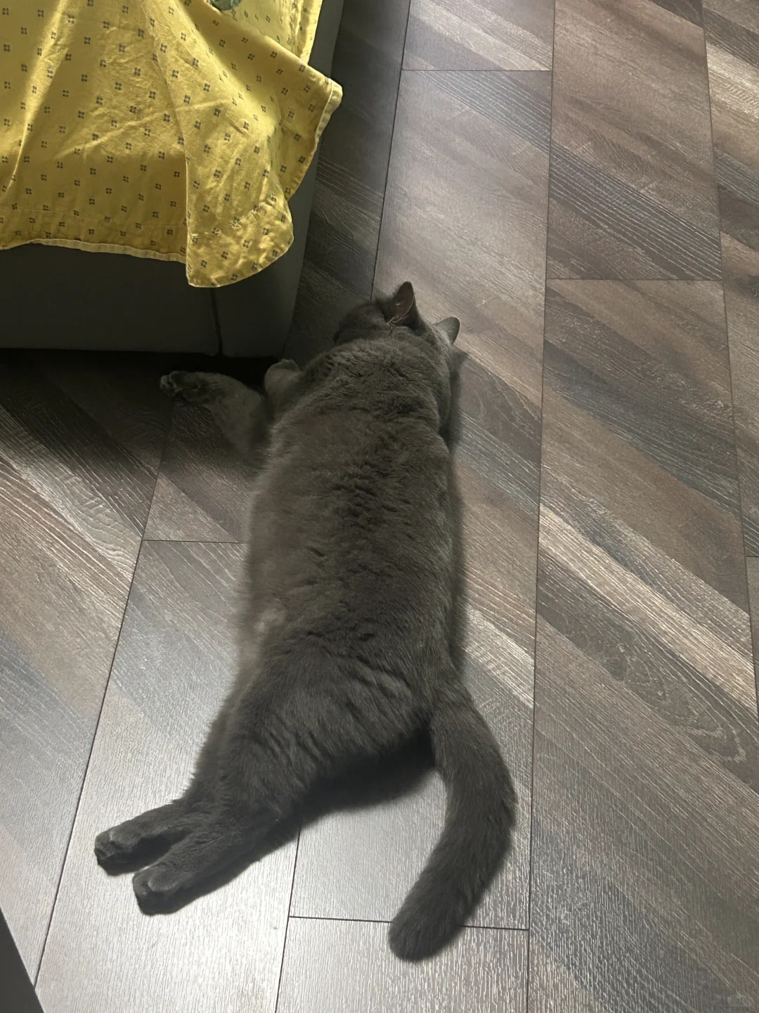 一条猫🐱