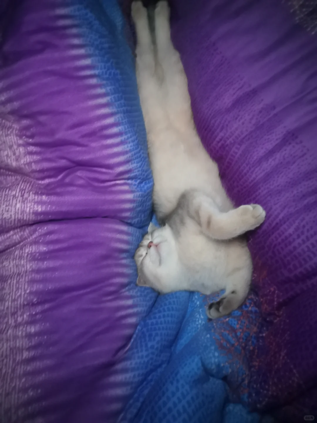 猫咪刚到家就这样睡觉正常吗/😍😍😍