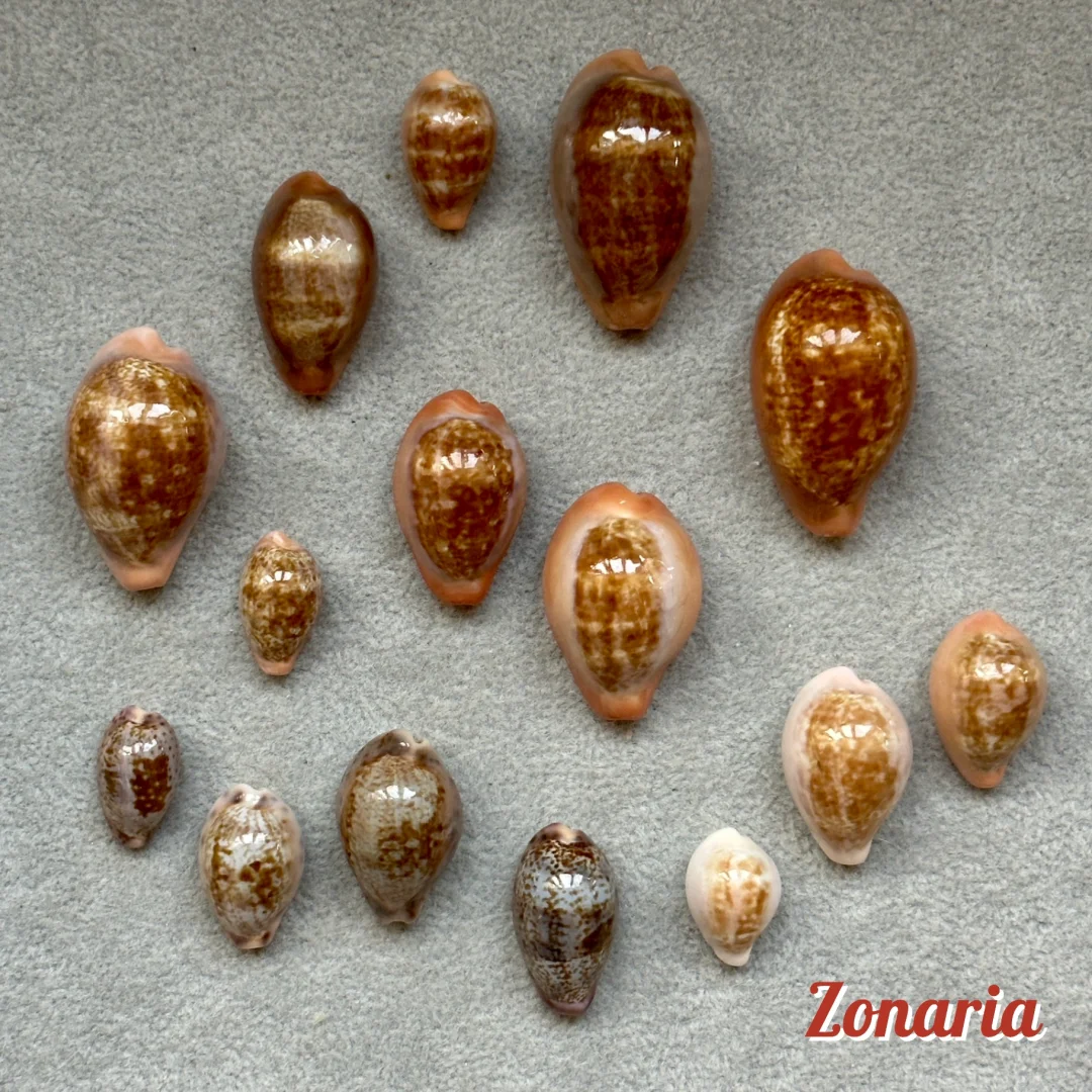 宝螺图鉴｜Zonaria属