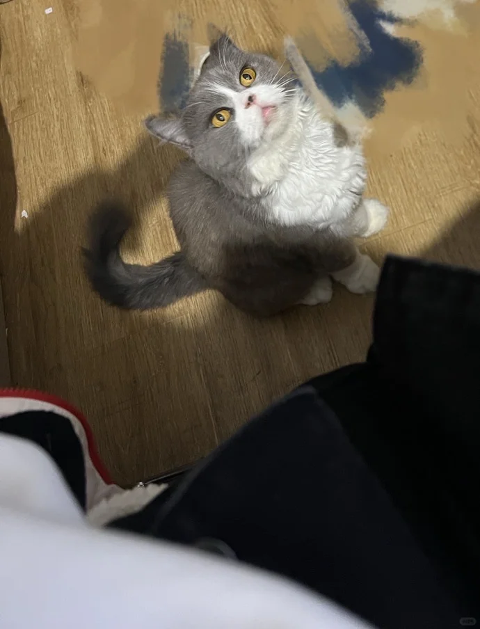 妩媚猫女