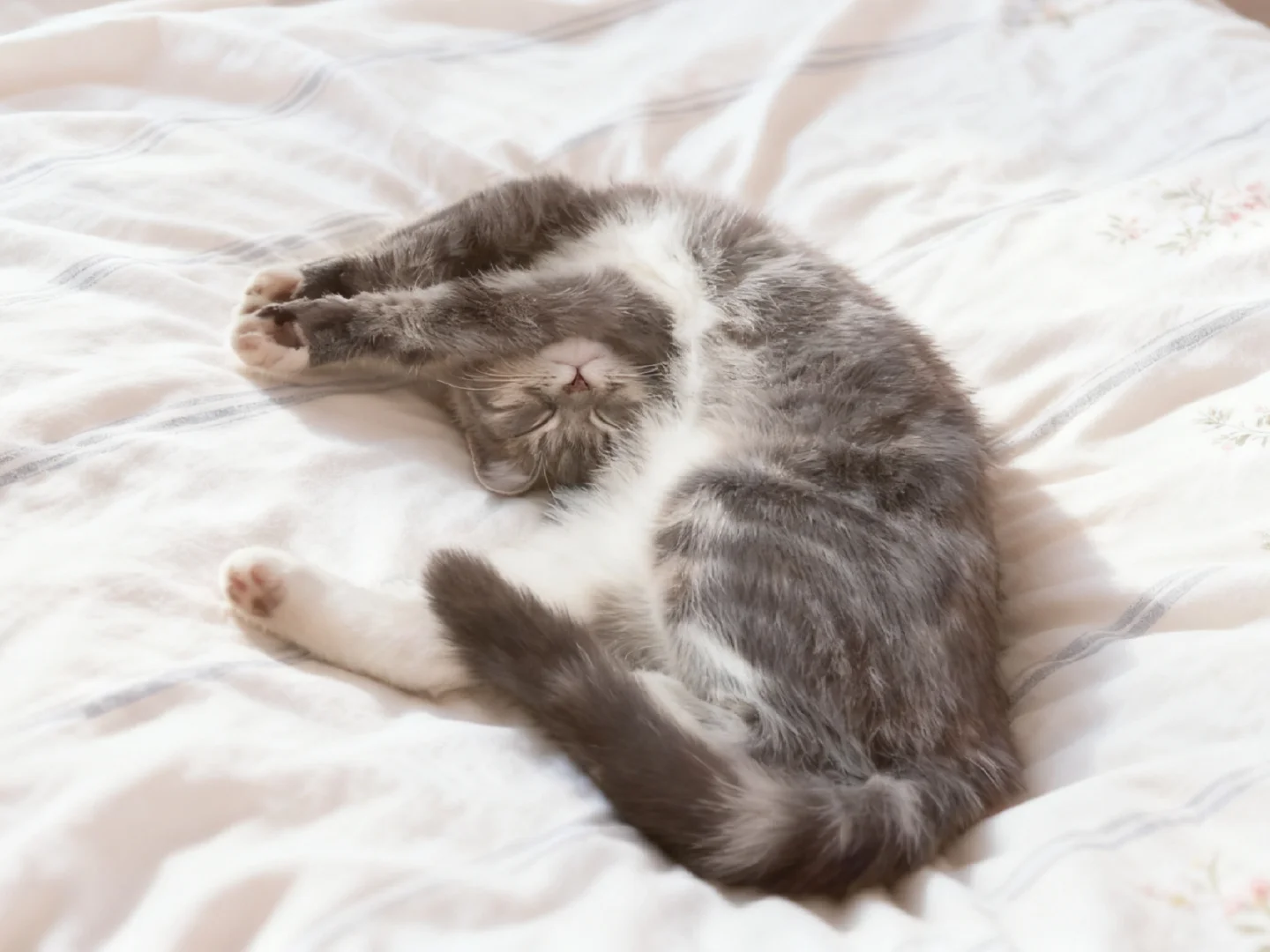 睡觉猫