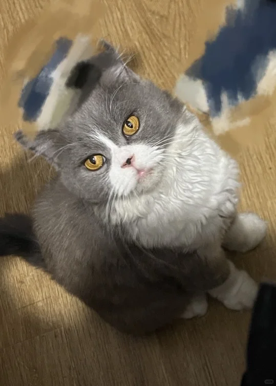 妩媚猫女