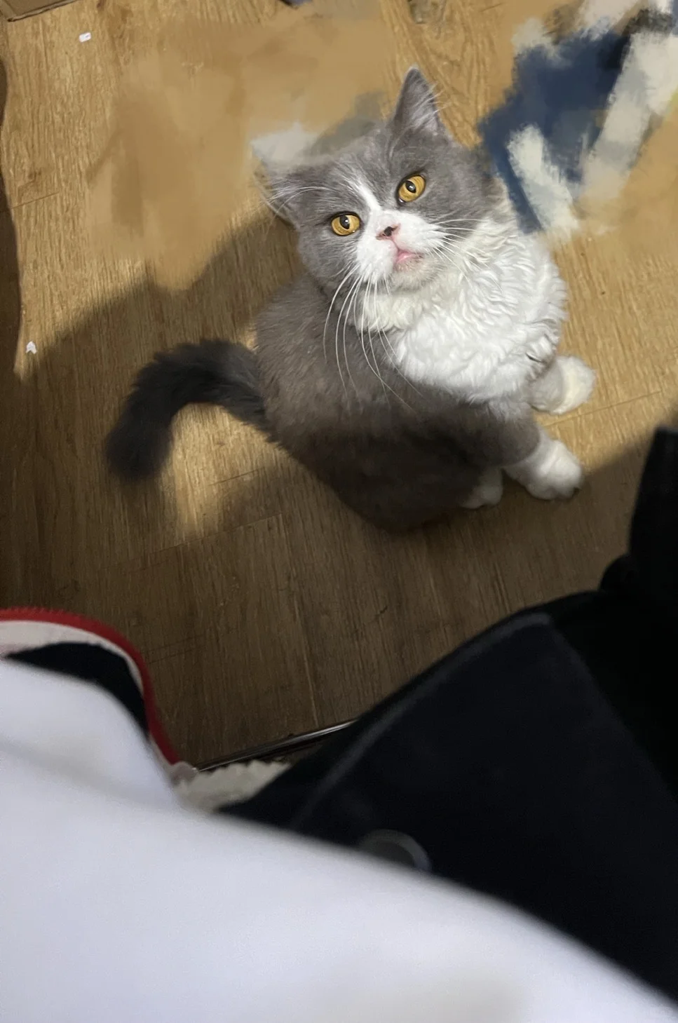 妩媚猫女