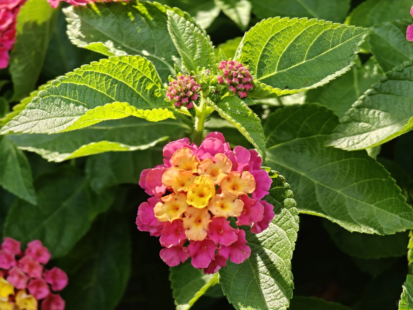 花间雅韵