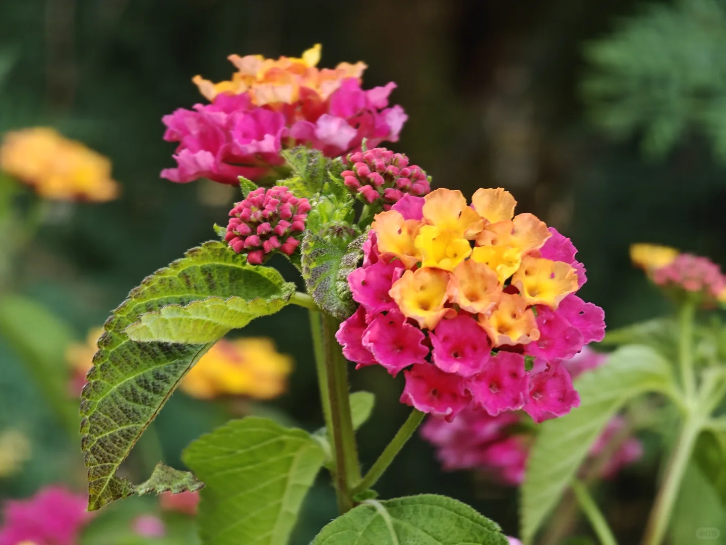 花间雅韵