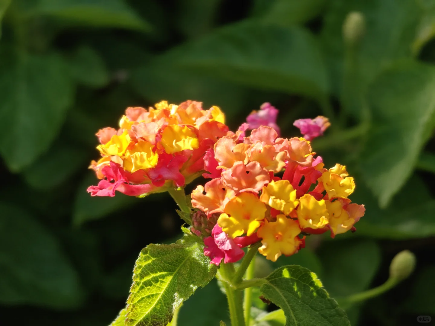 花间雅韵