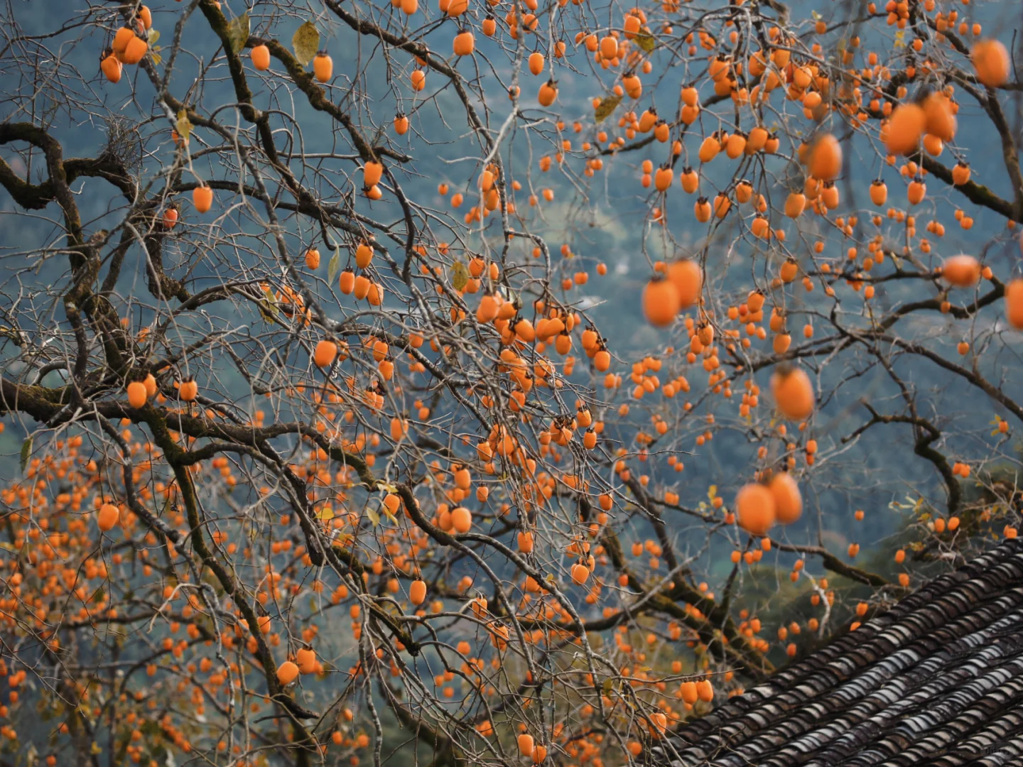 花柿灯如昼｜开始期待西炉村的柿子了。