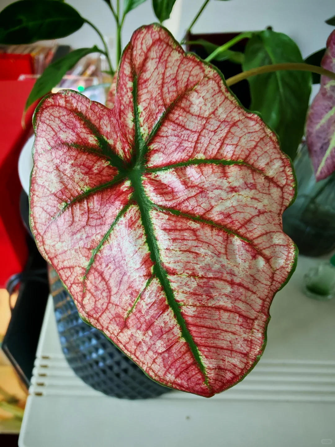 天凉朱砂淡