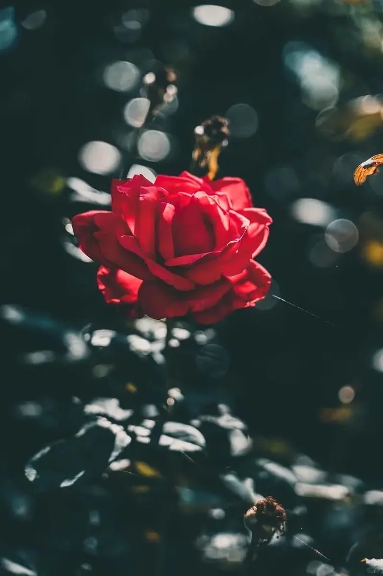 深红色的孤傲🌹