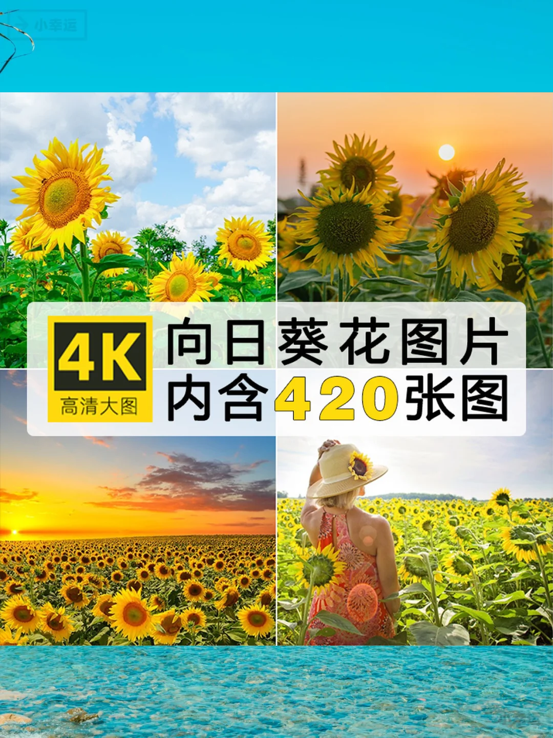 4K高清向日葵图片素材下载绝美花海壁纸