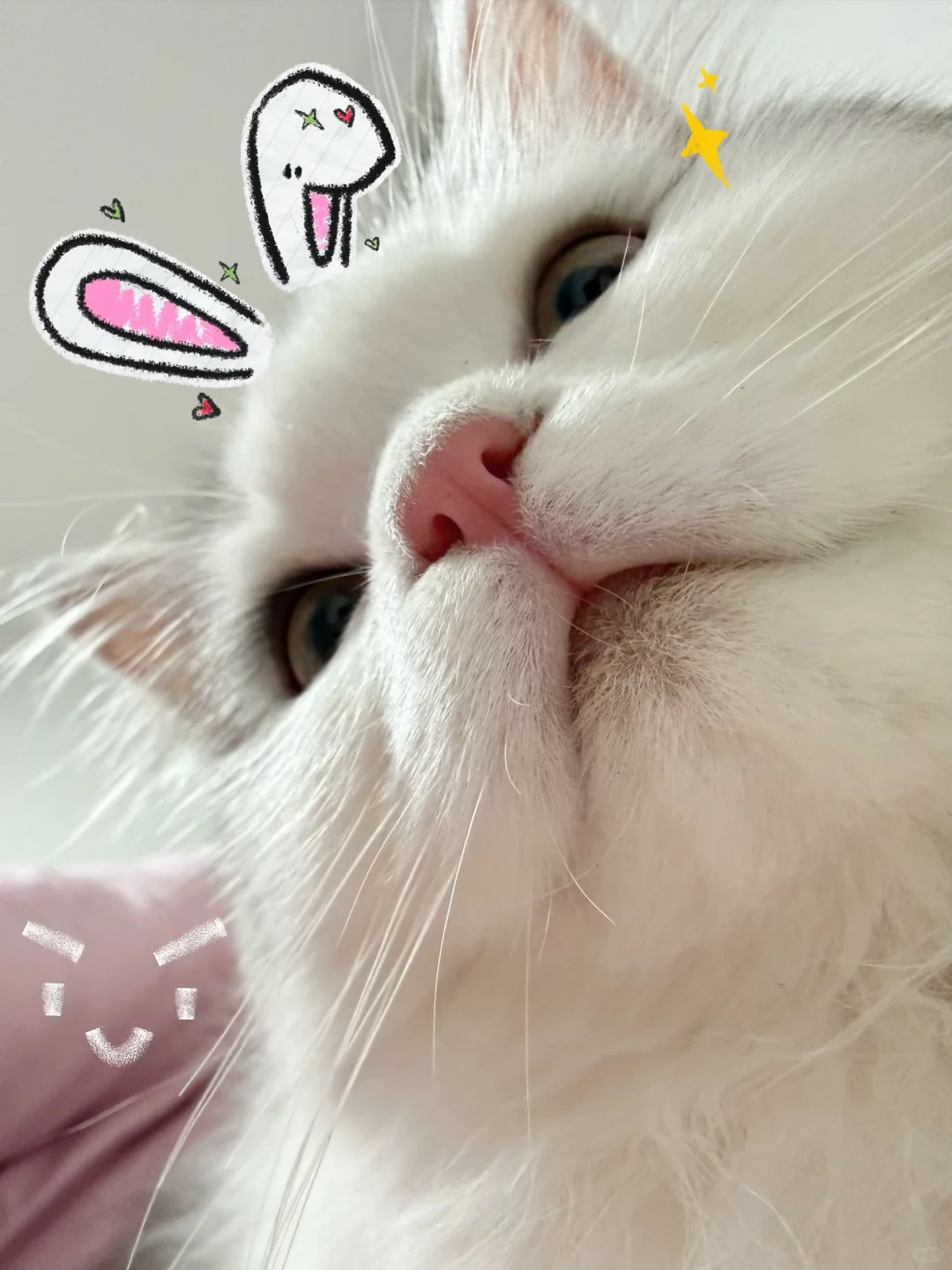 今日份“猫界嫩模”营业——
