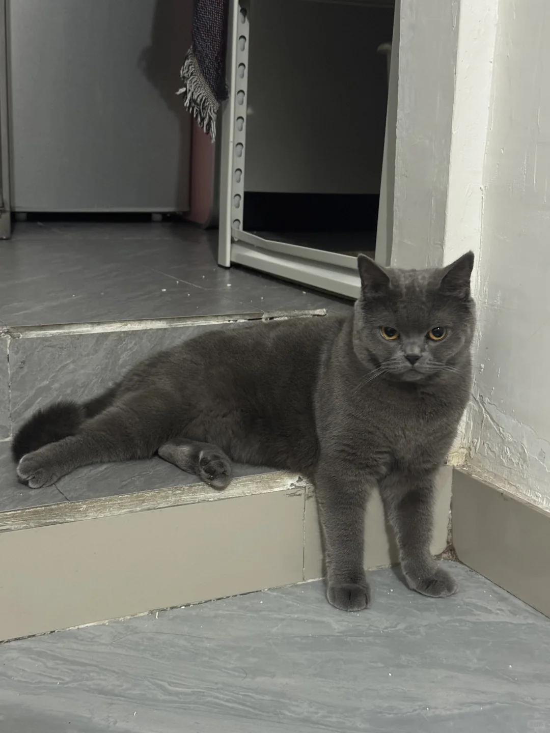 猫咪奇怪姿势