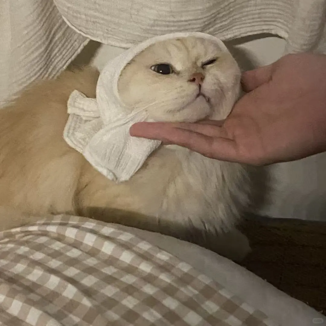 福州猫咪领养