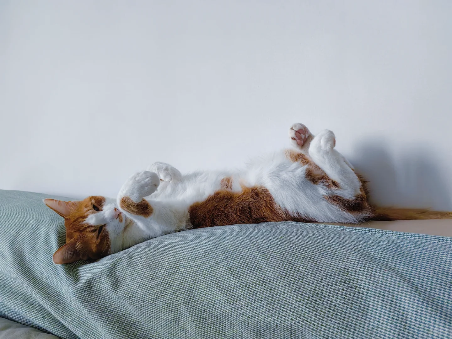 嘘🤫猫猫睡着啦