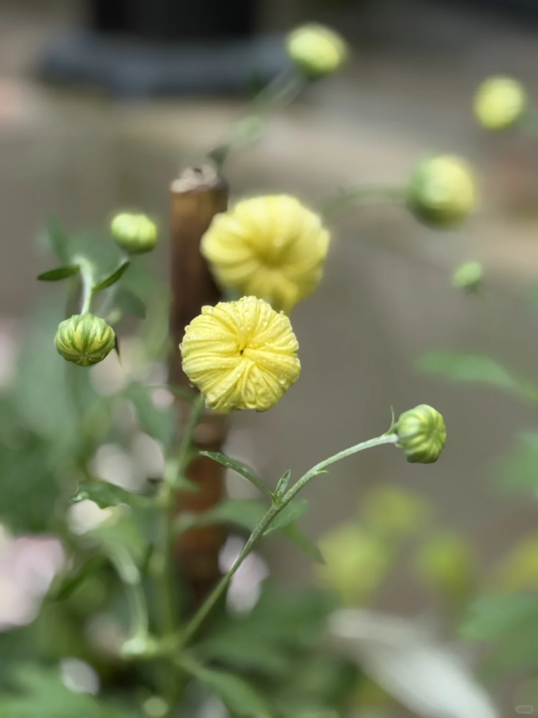 雨中菊花