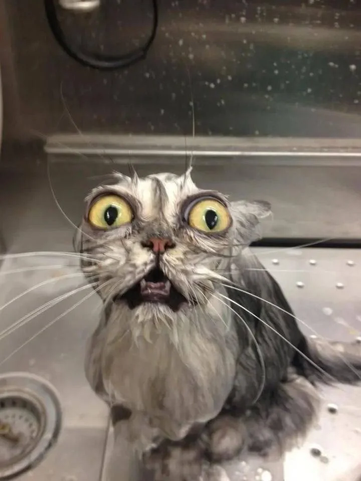 谁懂啊！这猫太有特色了
