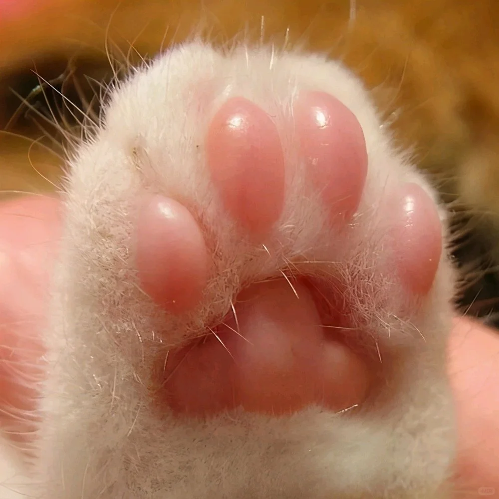 小猫咪的jiojio糯叽叽