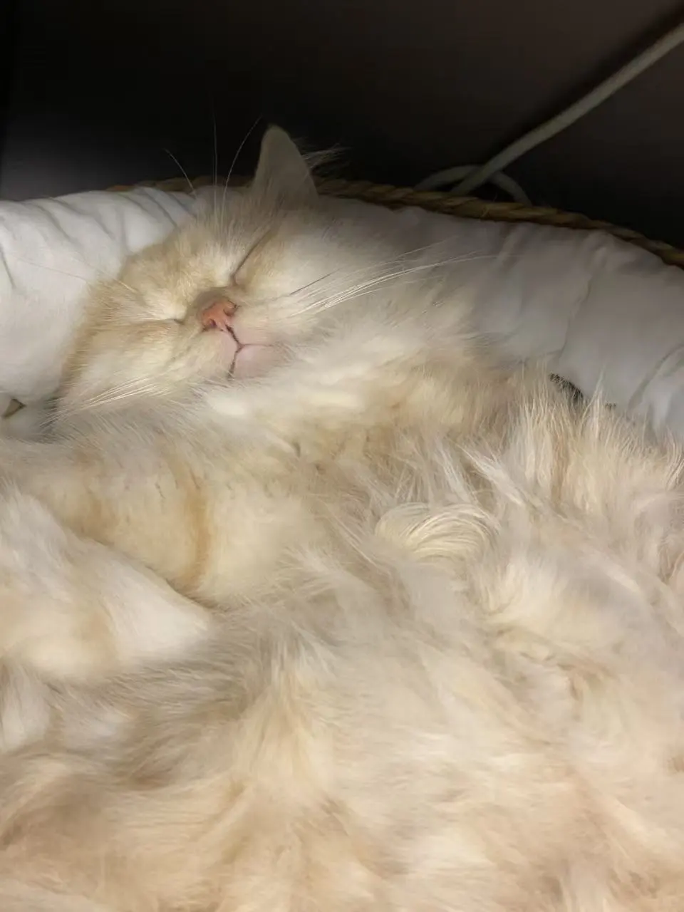 福州猫咪领养