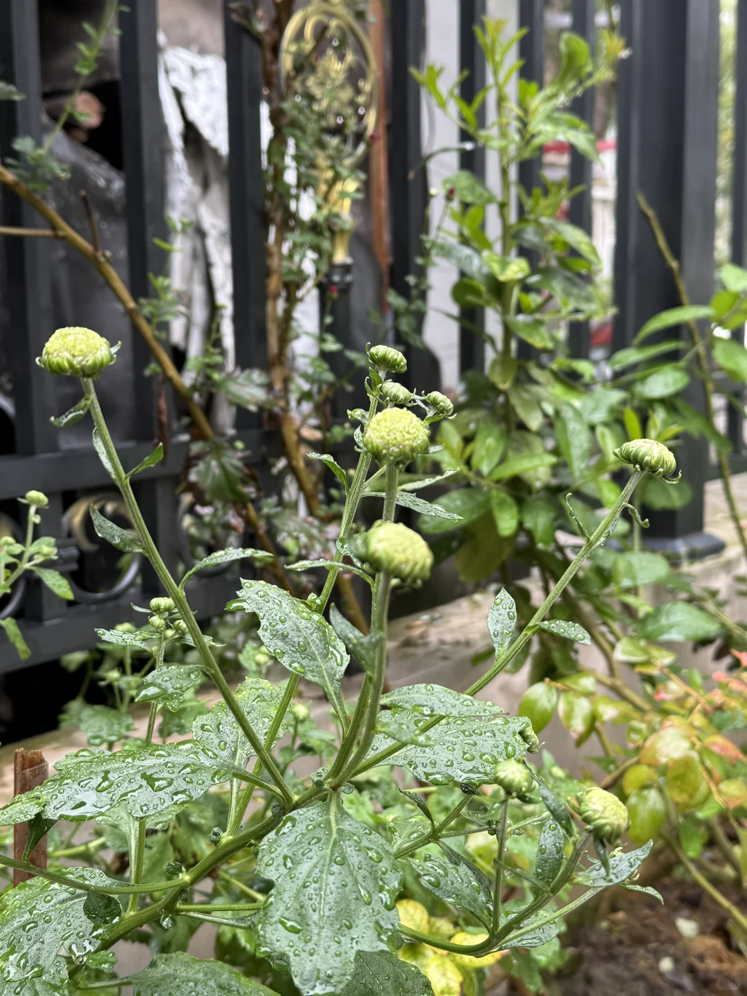 雨中菊花