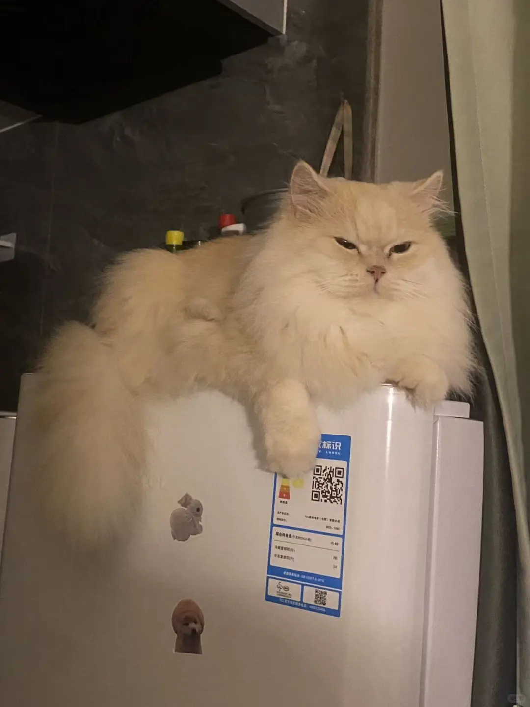 福州猫咪领养