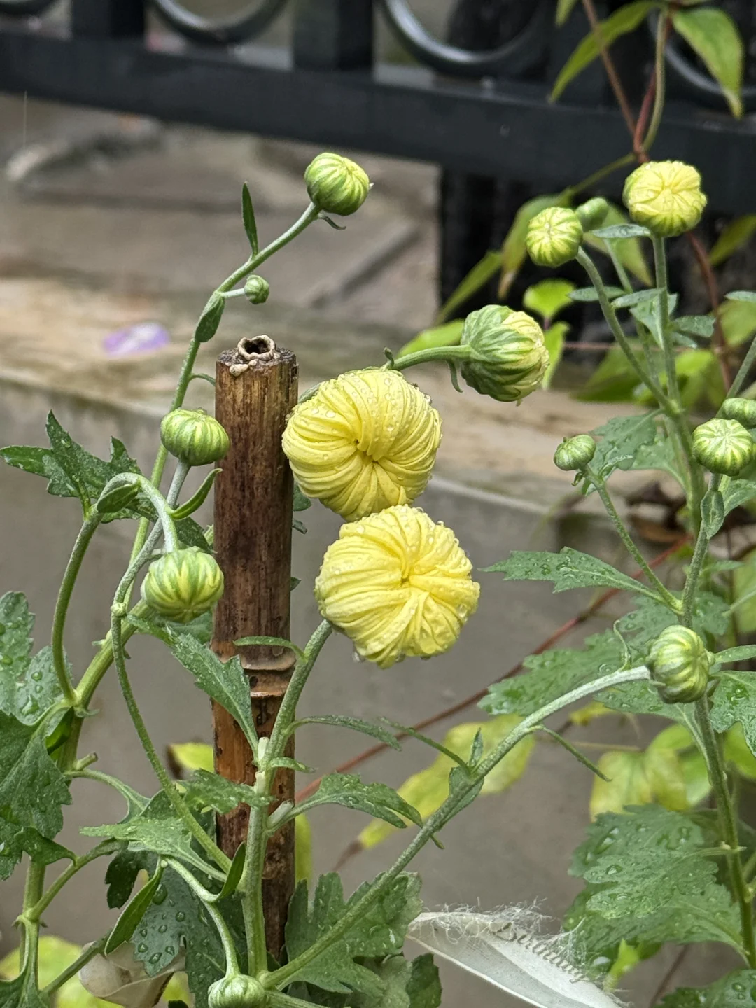 雨中菊花