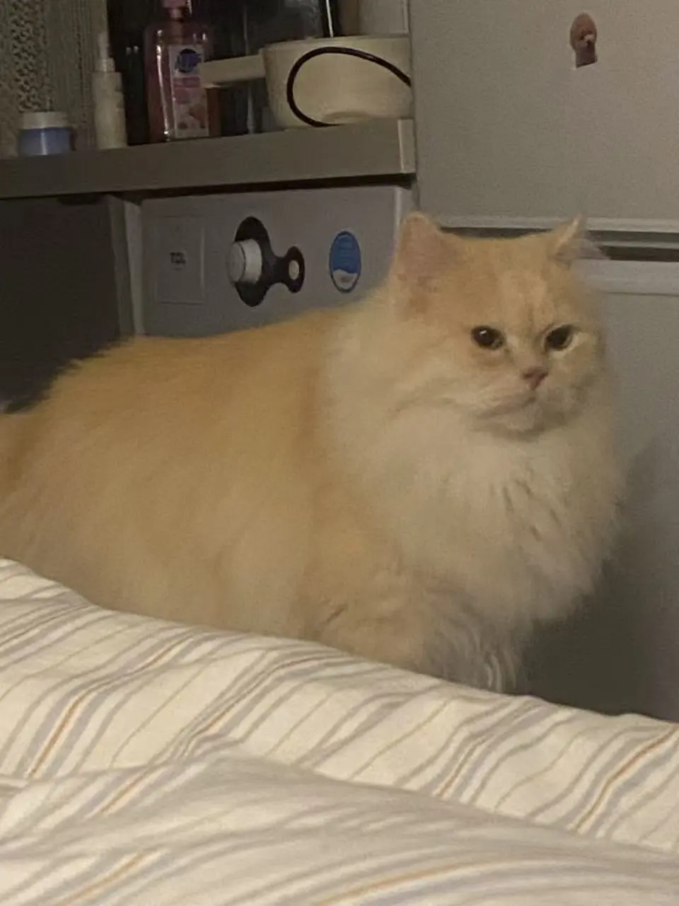 福州猫咪领养