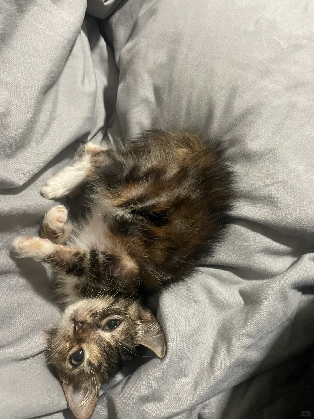 狸花猫的躺姿