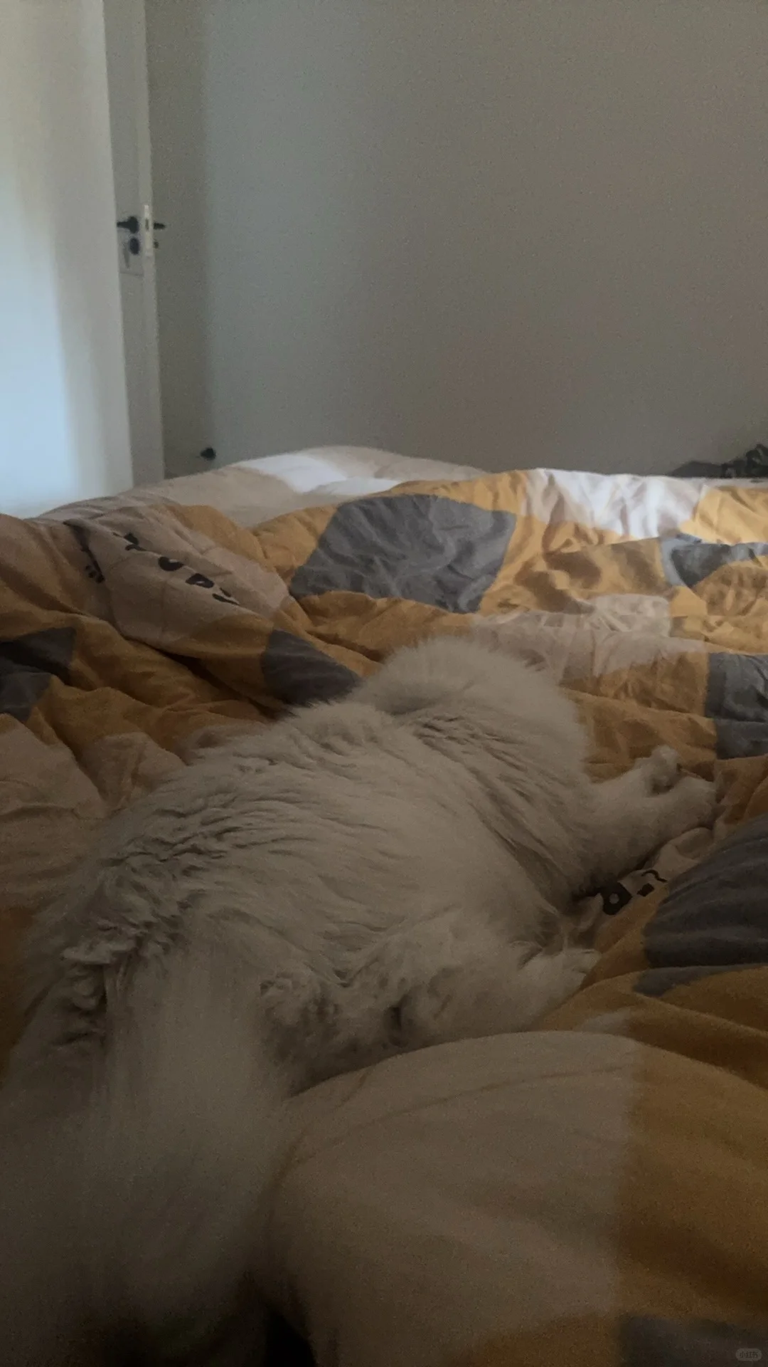 睡姿妖娆的猫