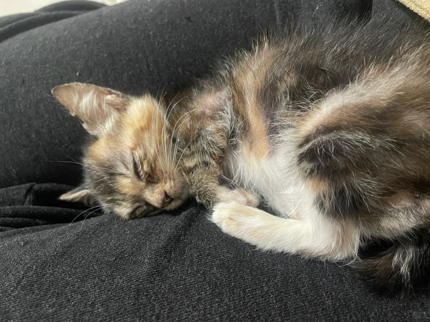狸花猫的躺姿