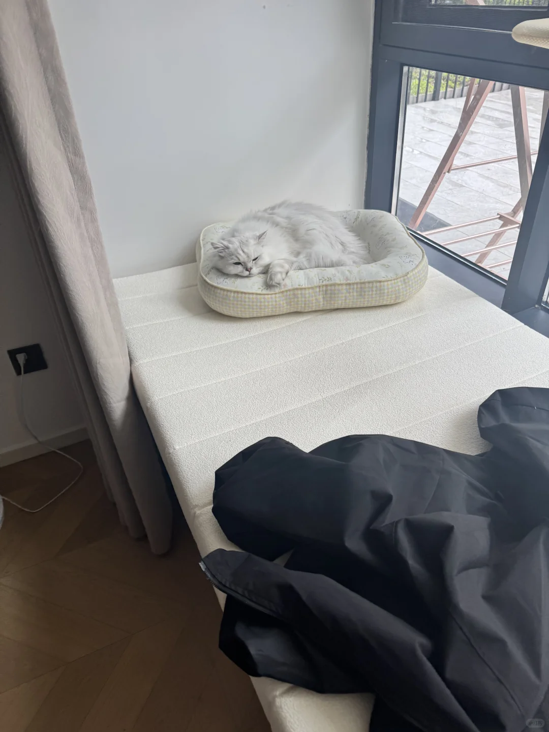 睡姿妖娆的猫