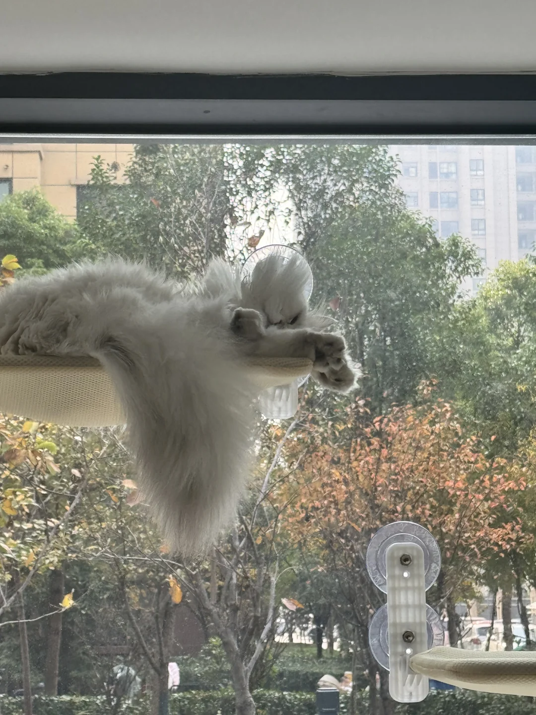 睡姿妖娆的猫