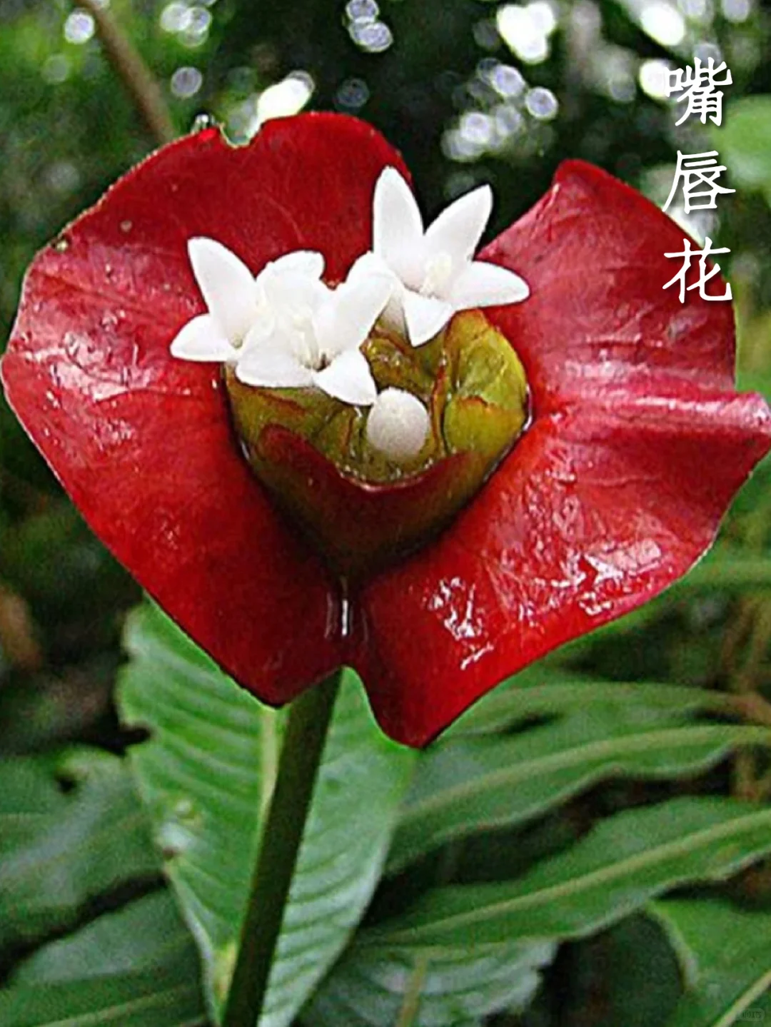 有趣的植物｜自然界的“烈焰红唇”嘴唇花