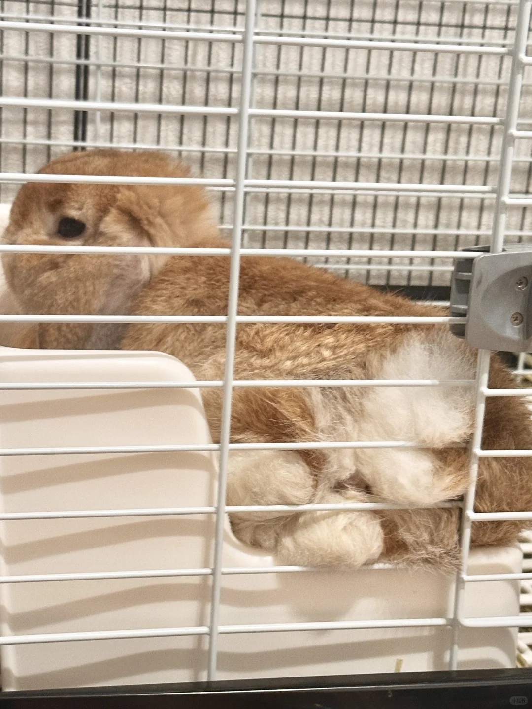 妖娆pi