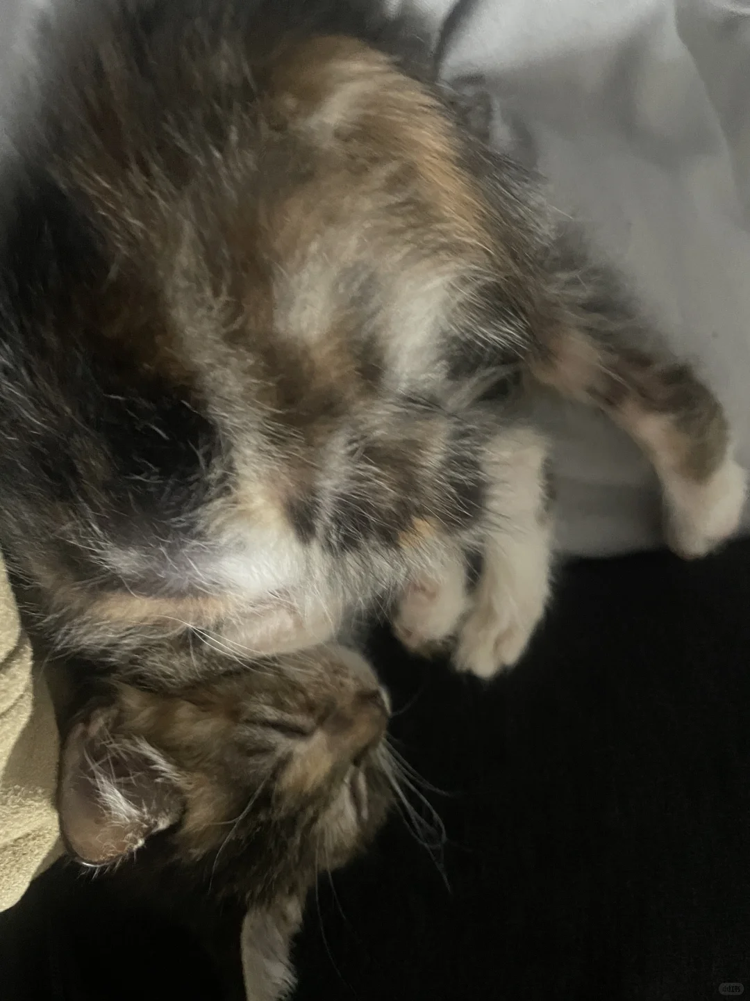 狸花猫的躺姿