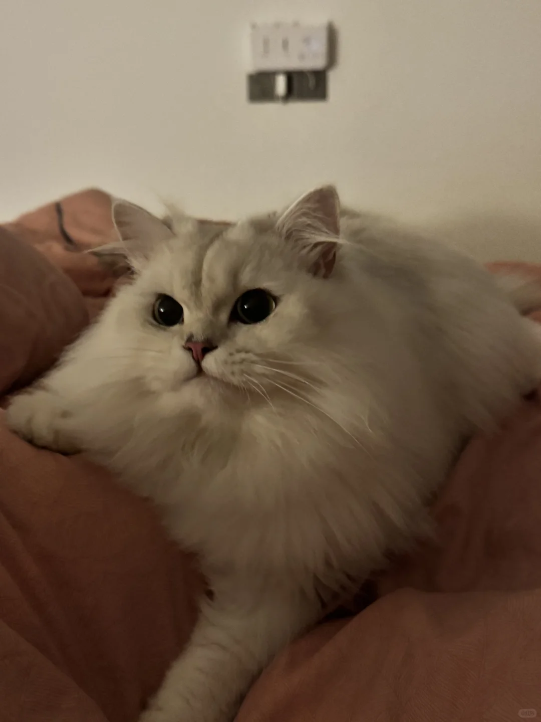 睡姿妖娆的猫