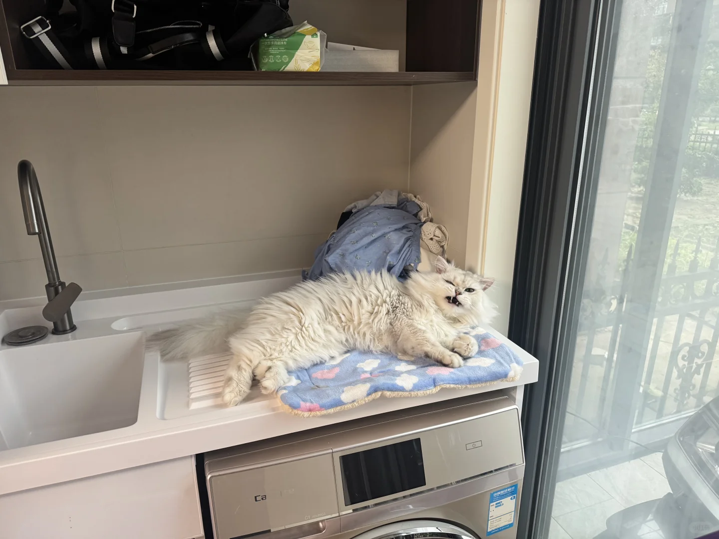 睡姿妖娆的猫