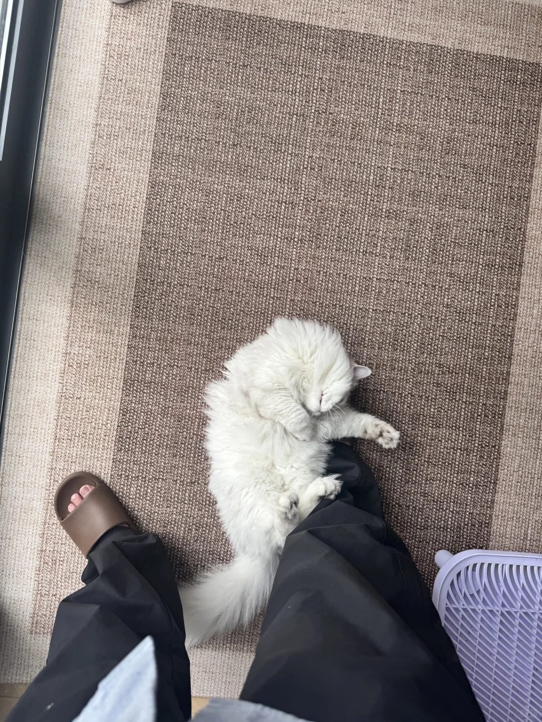 睡姿妖娆的猫