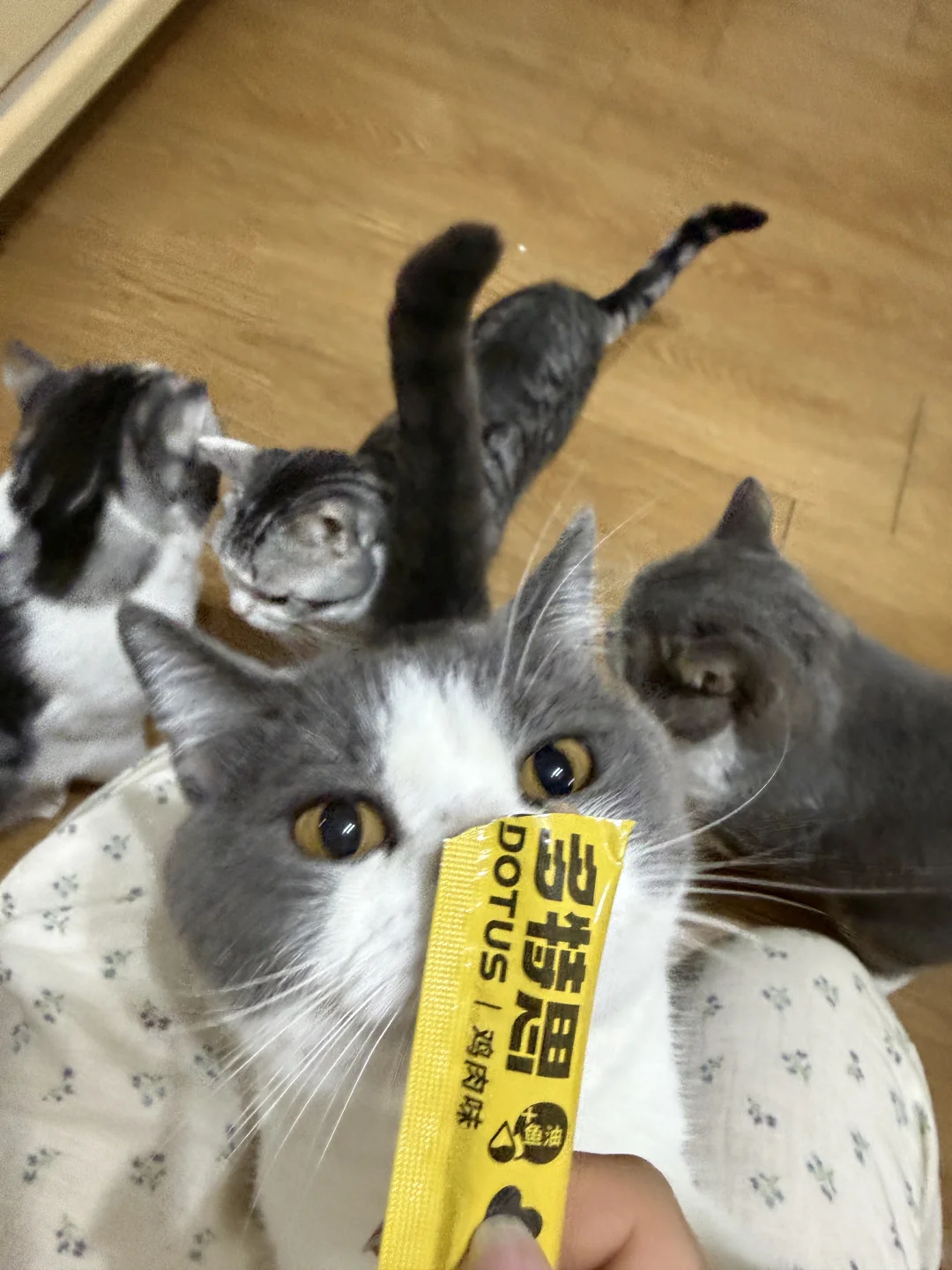 铲屎官的快乐是猫给的！