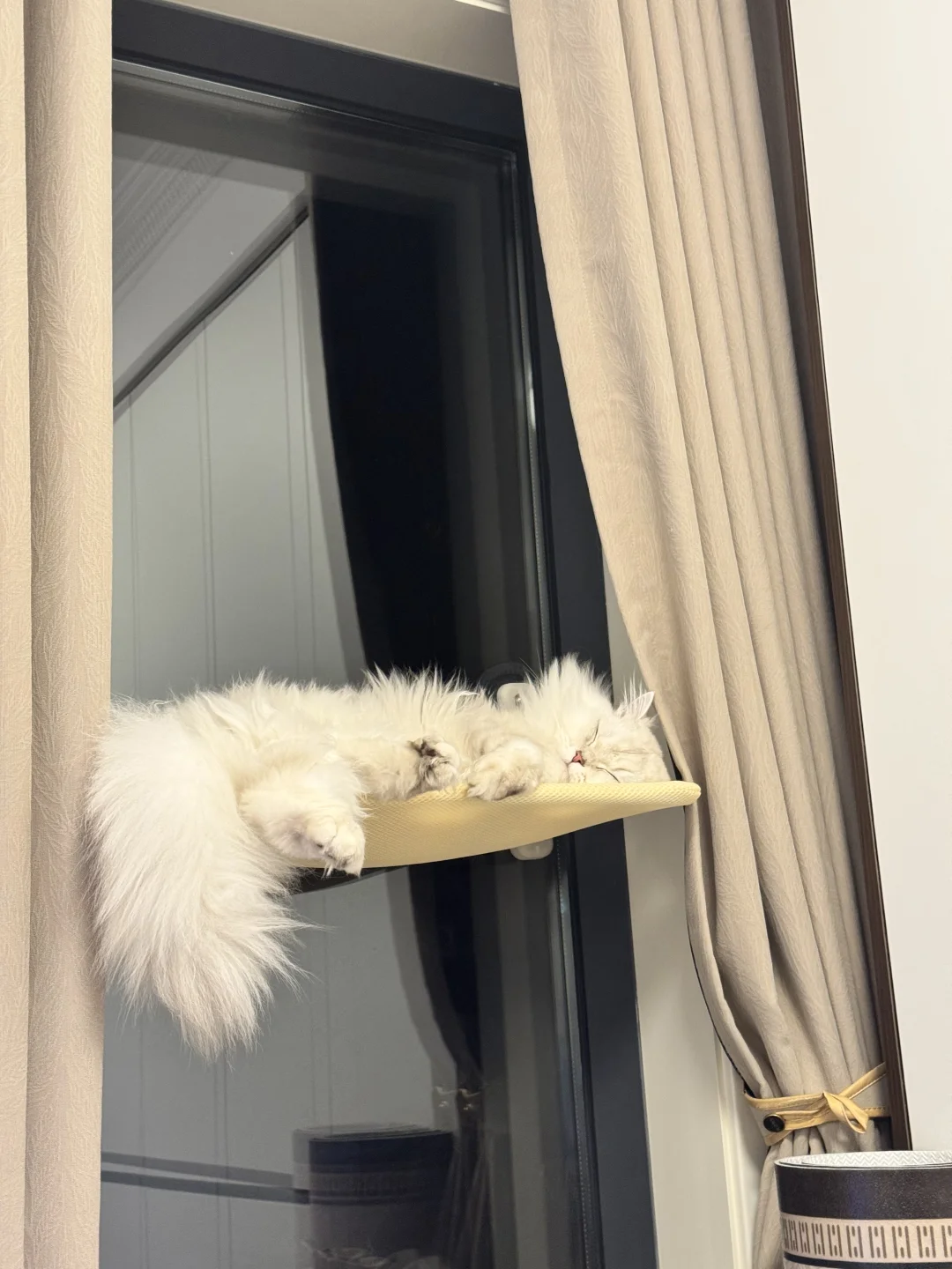 睡姿妖娆的猫