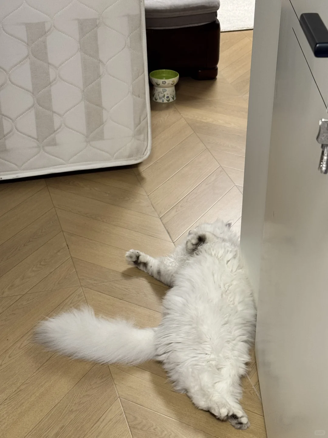 睡姿妖娆的猫