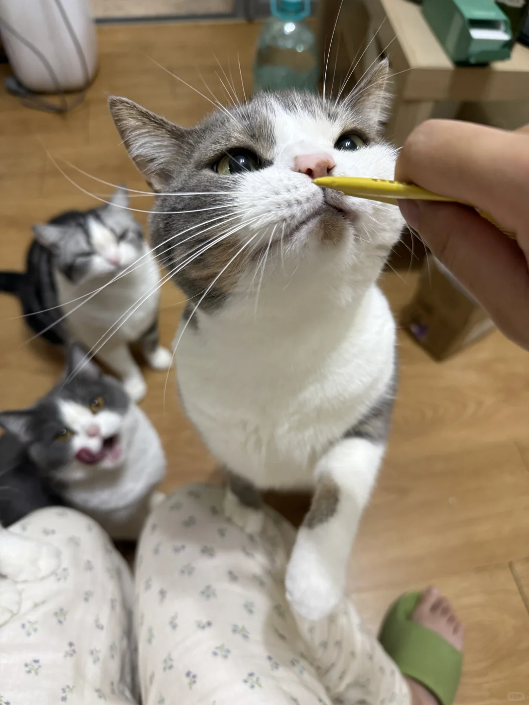 铲屎官的快乐是猫给的！