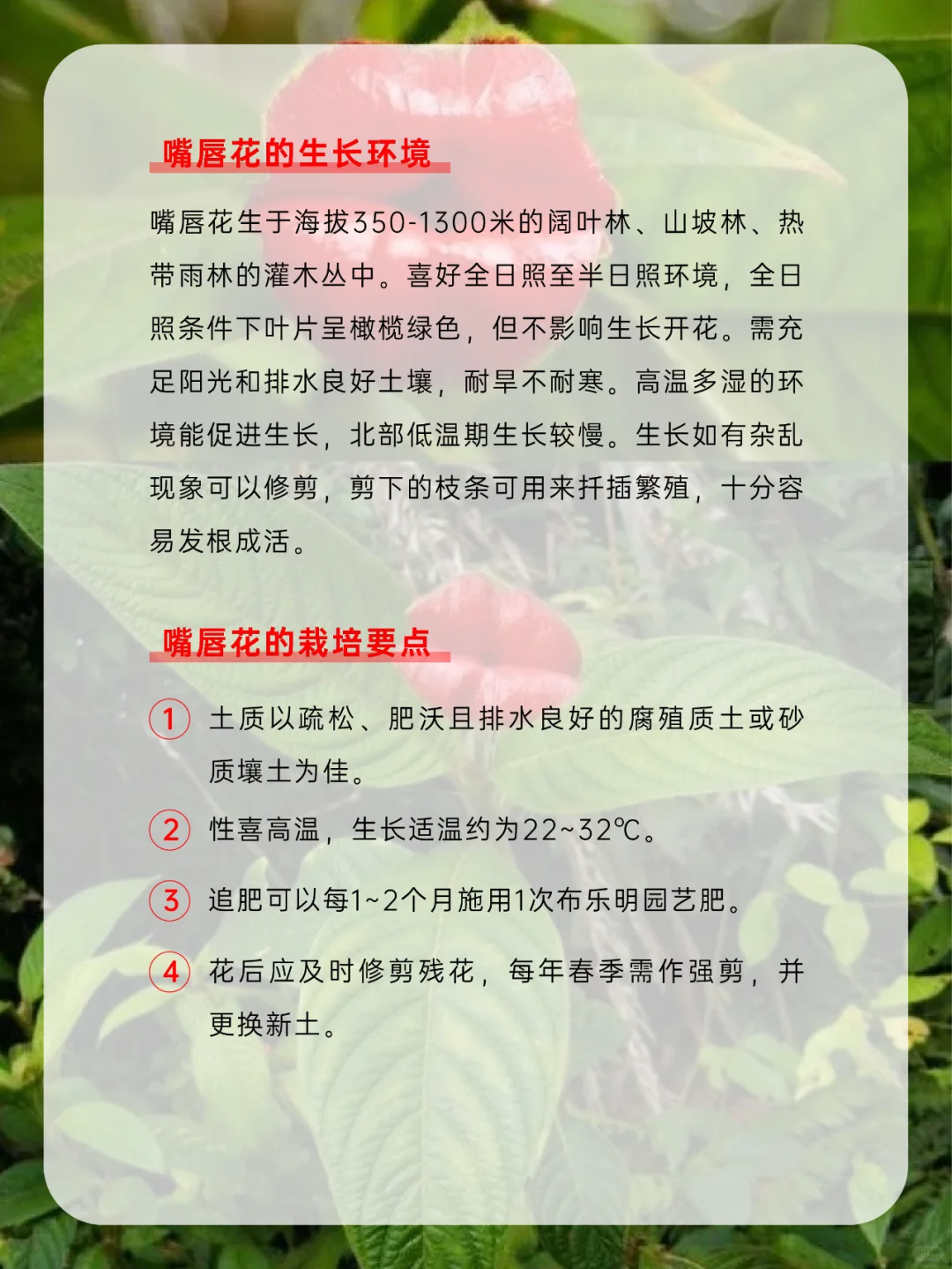 有趣的植物｜自然界的“烈焰红唇”嘴唇花