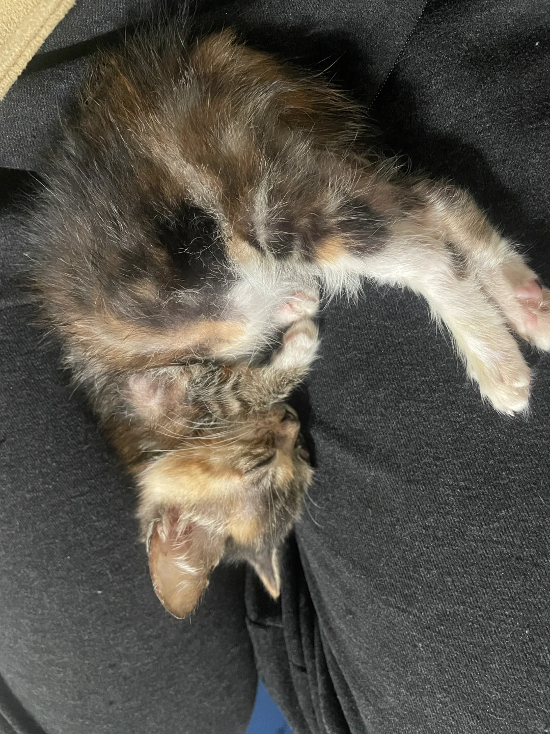 狸花猫的躺姿