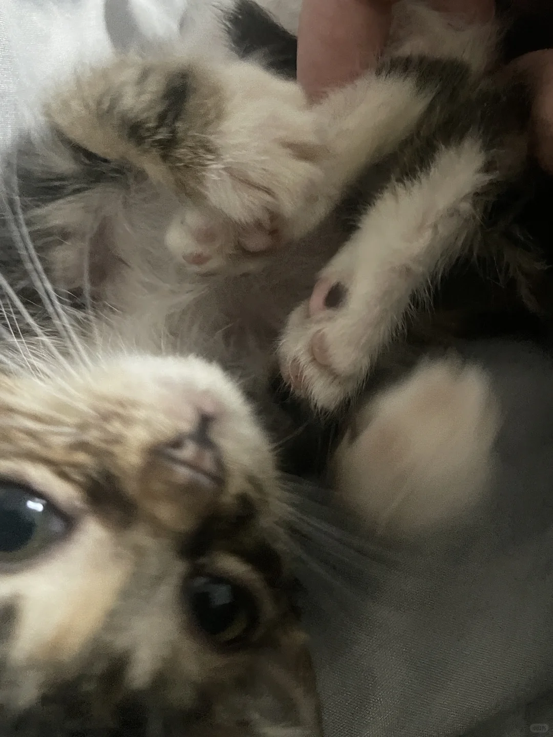 狸花猫的躺姿