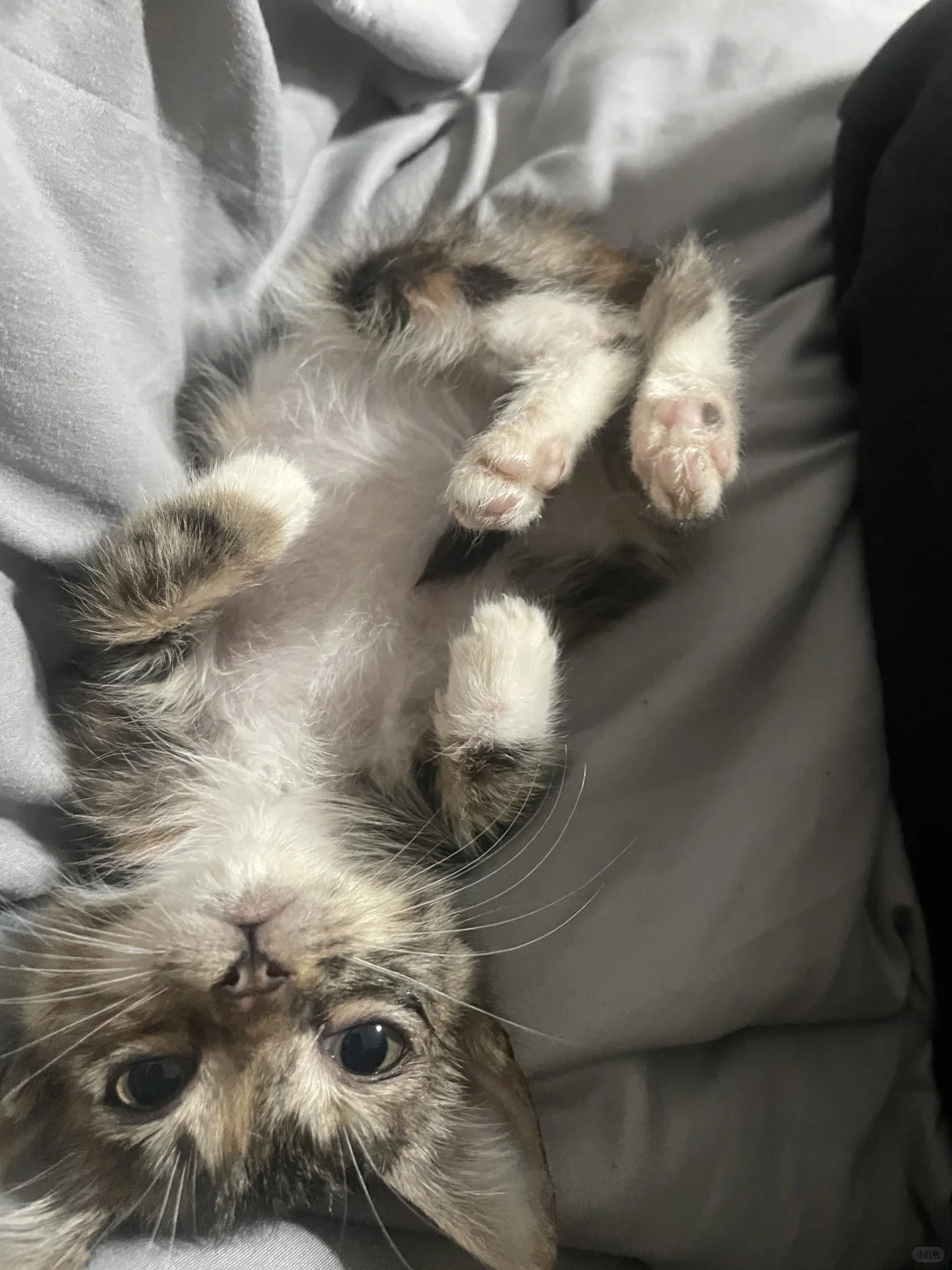 狸花猫的躺姿